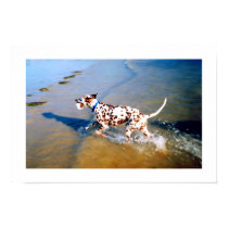SPOT THE DALMATIAN DOG posters