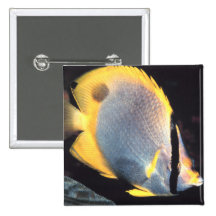 Spotfin Butterflyfish Pins