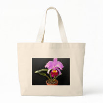 Spotlight on Potted Purple Orchid
