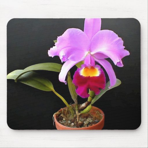 Spotlight on Potted Purple Orchid Mousepad