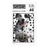 spots with dalmation 1 stamp