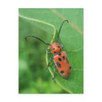Spotted Asparagus Beetle on Milkweed Postcard