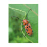 Spotted Asparagus Beetle on Milkweed Postcard