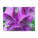 Spotted Bells postcards