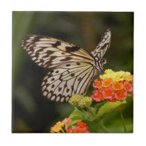 Spotted Brown and White Butterfly Tile