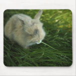 Spotted Bunny Eating Flower Mousepad