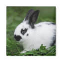 Spotted Bunny magnets