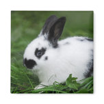 Spotted Bunny magnets
