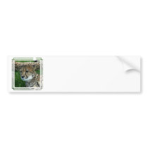 Spotted Cheetah Bumper Stickers