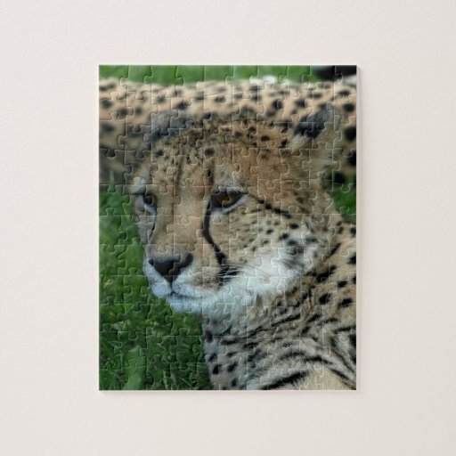 cheetah cat mouse puzzle