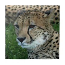 Spotted Cheetah Tile