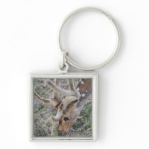 Spotted deer or chital in Indian tiger reserve Key Chains
