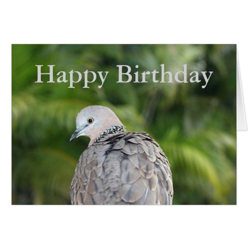 Spotted Dove Birthday Card