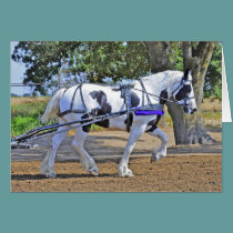 Spotted Draft Horse cards