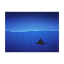 Spotted eagle ray, Aetobatus narinari postcards
