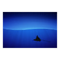 Spotted eagle ray, Aetobatus narinari posters by vladstudio Spotted eagle ray, Aetobatus narinari posters