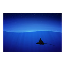 Spotted eagle ray, Aetobatus narinari posters