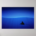Spotted eagle ray, Aetobatus narinari Print