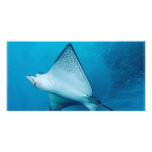 Spotted Eagle Ray photo cards