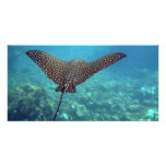 Spotted Eagle Ray photo cards
