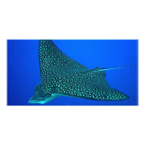 Spotted Eagle Ray Photo Card