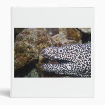 spotted eel right side aquarium animal binders