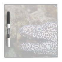 spotted eel right side aquarium animal dry erase boards