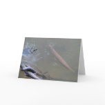 Spotted Gar and Red-eared Slider Cards