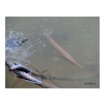 Spotted Gar and Turtle posters by naturegirl7 Spotted Gar and Turtle posters