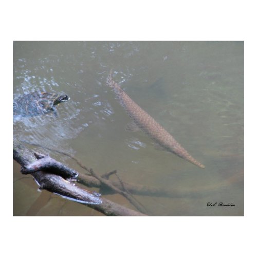 Spotted Gar and Turtle print