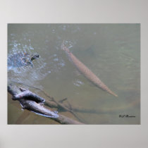 Spotted Gar and Turtle Posters