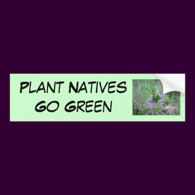 Spotted Horsemint, M. punctata Bumper Stickers by naturegirl7