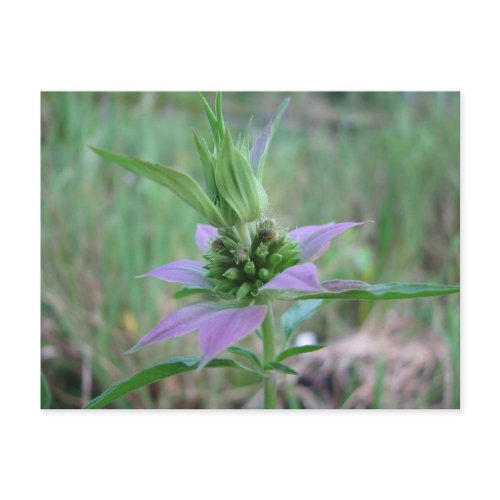 Spotted Horsemint, M. punctata postcard