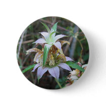 Spotted Horsemint, Monarda punctata buttons