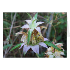 Spotted Horsemint, Monarda punctata card