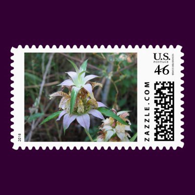 Spotted Horsemint, Monarda punctata Postage Stamps by naturegirl7