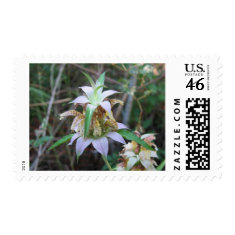 Spotted Horsemint, Monarda punctata stamp