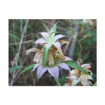 Spotted Horsemint, Monarda punctata postcard