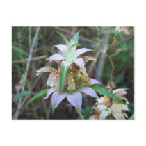 Spotted Horsemint, Monarda punctata postcards