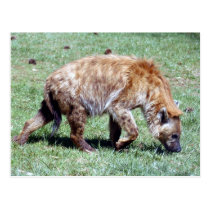 spotted hyena4x6 postcards