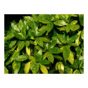 Spotted Laurel, Aucuba Japonica posters by artberry Spotted Laurel, Aucuba Japonica posters