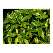 Spotted Laurel, Aucuba Japonica posters by artberry Spotted Laurel, Aucuba Japonica posters