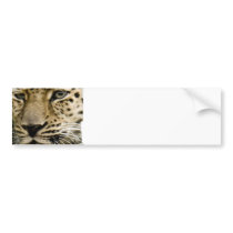 Spotted Leopard Bumper Sticker