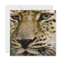 Spotted Leopard Invitation