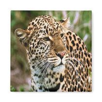 Spotted Leopard Magnet