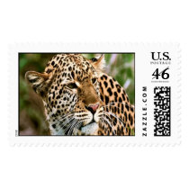 Spotted Leopard Postage Stamp