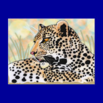 spotted leopard postcards