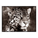 Spotted Leopard posters