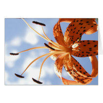 Spotted Lily cards by jereeb Spotted Lily cards
