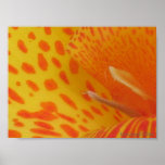 spotted lily print